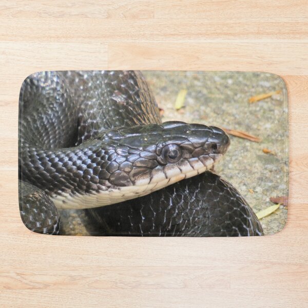 Item preview, Black Rat Snake at Rest designed and sold by Kimmary.