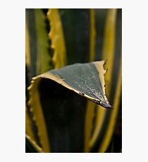 Spike Photographic Print