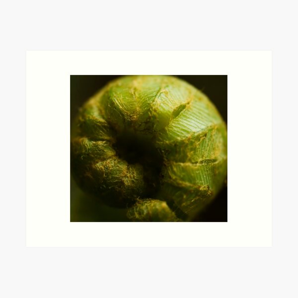 Item preview, Fern Frond designed and sold by Jenni77.