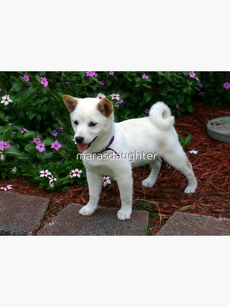cream shiba puppy