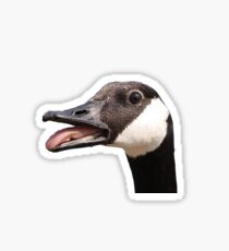 Small Canadian Duck Sticker