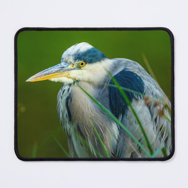 Item preview, Heron on watch from the reeds designed and sold by Dalyndigital Photography.