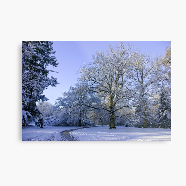 Path through Winter Wonderland Metal Print