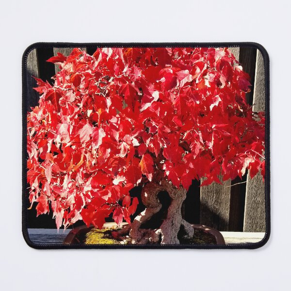 Item preview, Autumn Bonsai Maple designed and sold by bjtomiko.