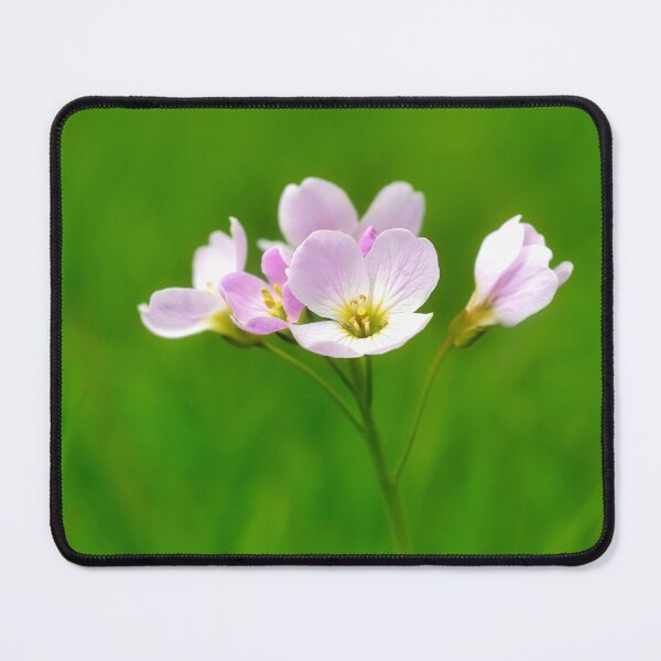 Item preview, Cuckoo Flowers - Cardamine pratensis designed and sold by Dorset Girl.