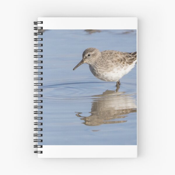Item preview, White Rumped Sandpiper designed and sold by LaurenTucker.