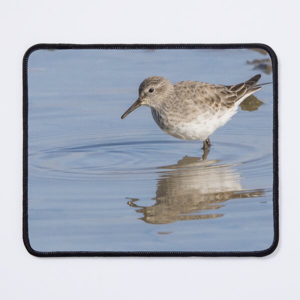 Item preview, White Rumped Sandpiper designed and sold by LaurenTucker.