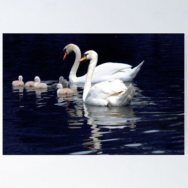 Item preview, Swans Family designed and sold by Monica Di Carlo.