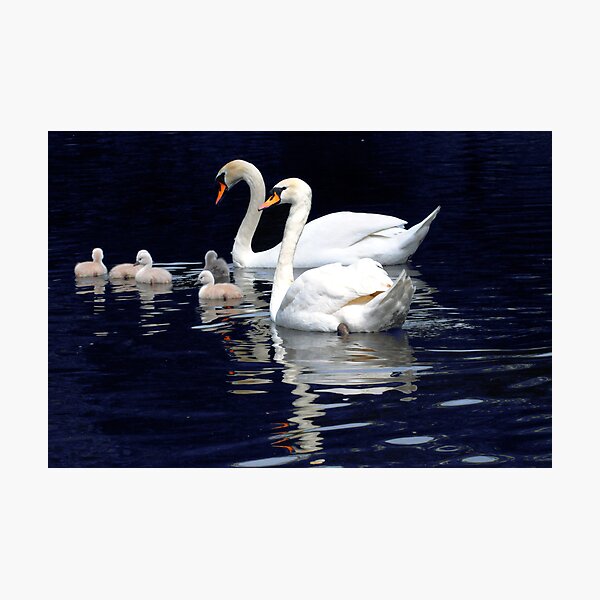 Item preview, Swans Family designed and sold by Monica Di Carlo.