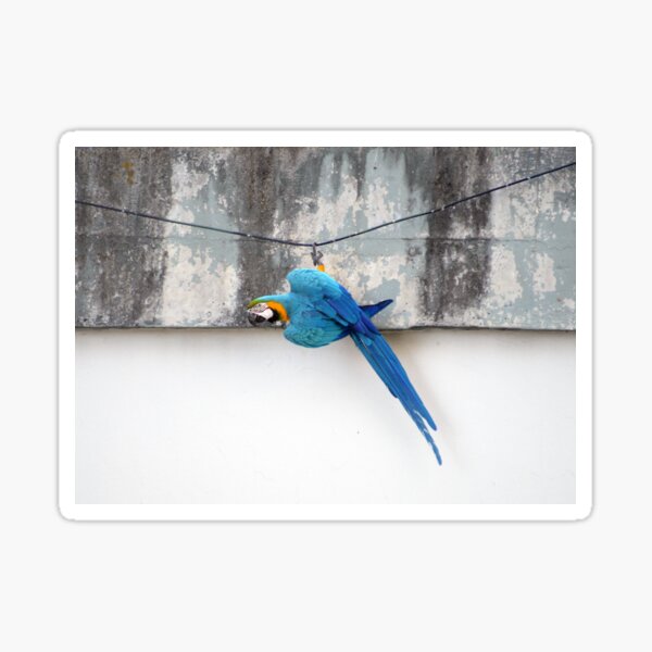 City´s Macaw Sticker