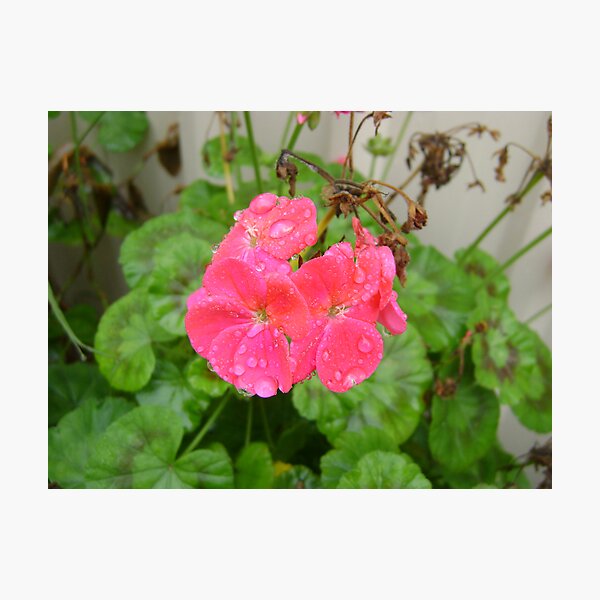 Item preview, Flowers after rain designed and sold by Fiba.