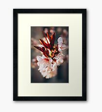 nature Framed Print