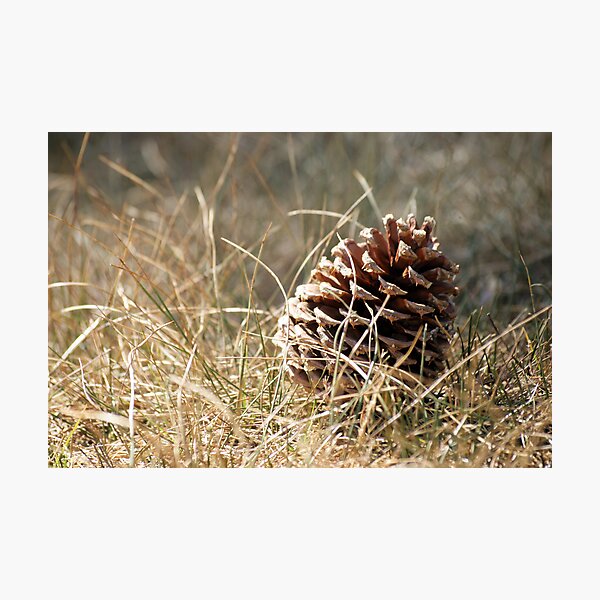 Item preview, Pine Cone designed and sold by mark2uk.