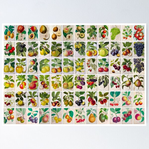 Item preview, Vintage Fruit Drawings and illustrations, Landscape, poster  designed and sold by Michael Dietrich.