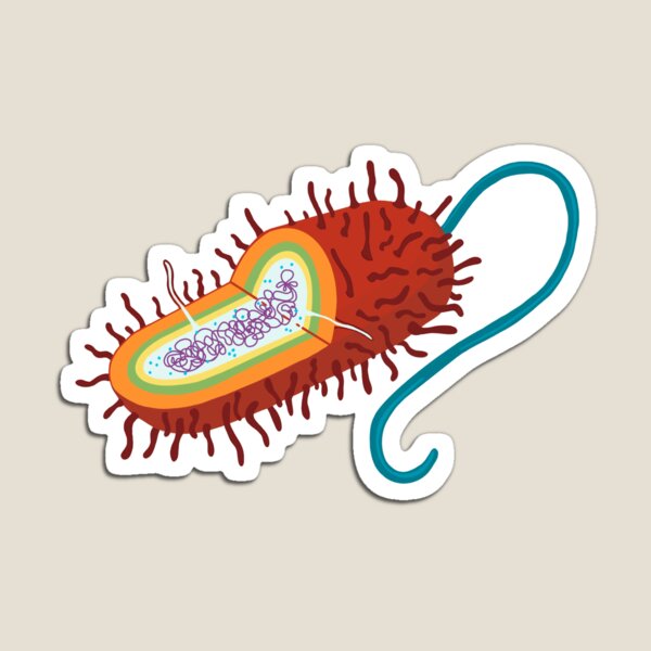 Aperçu de l'œuvre Cellule procaryote créée et vendue par sci-llustrate.