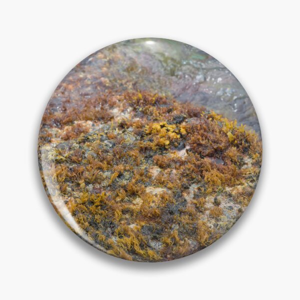 Item preview, Colorful Waikiki Beachwall Coral designed and sold by Bill Spengler's Photographic Thoughts.