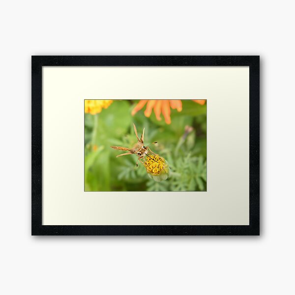 Item preview, Insect and Flower Close-Up, Garden, Bronx, New York designed and sold by lenspiro.