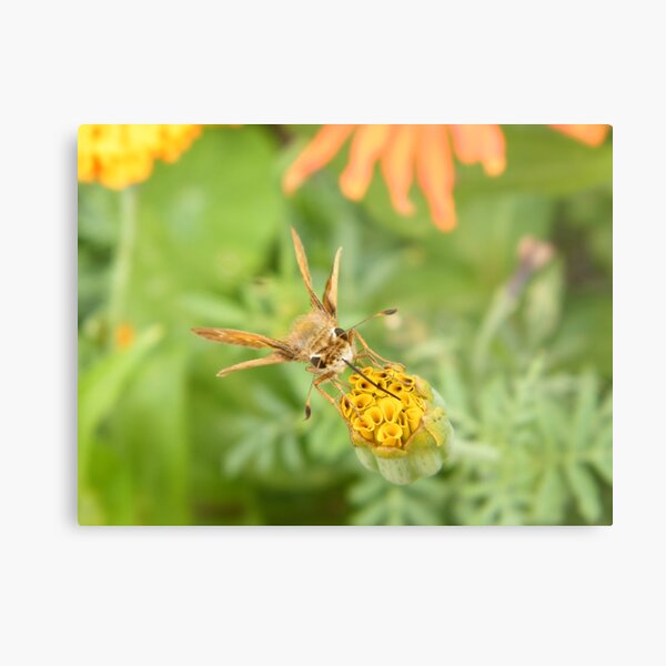 Item preview, Insect and Flower Close-Up, Garden, Bronx, New York designed and sold by lenspiro.