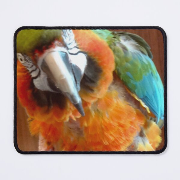 Item preview, Macaw designed and sold by jennyleeandjim.