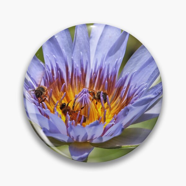 Item preview, Three bees in a water lily. designed and sold by Ian Ramsay.