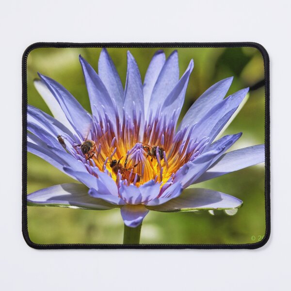 Item preview, Three bees in a water lily. designed and sold by Ian Ramsay.