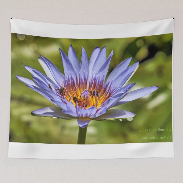 Item preview, Three bees in a water lily. designed and sold by Ian Ramsay.