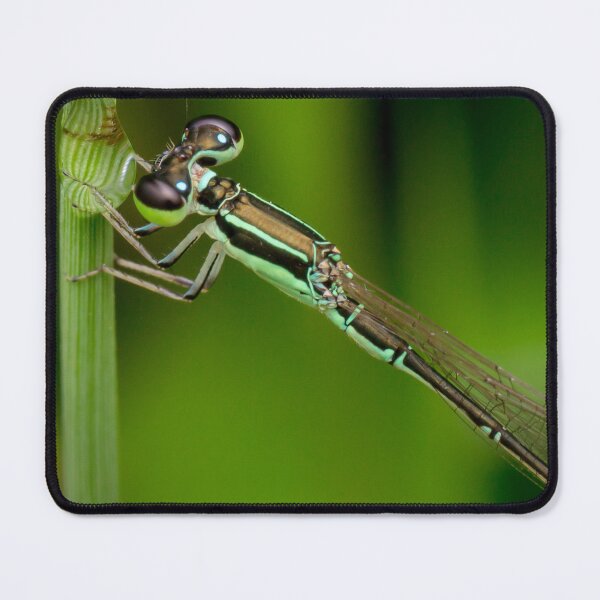 Item preview, A male wandering wisp (Agriocnemis pygmaea) designed and sold by AvonPerception.