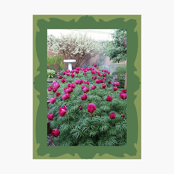 Oriental Peonies Photographic Print