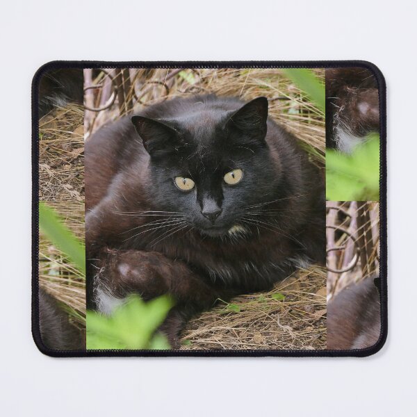 Item preview, r-78 / New finition 2023: " Mes Adorable Chats " Okaio-Umin Créations Olavia-Olao designed and sold by o.okaïo.