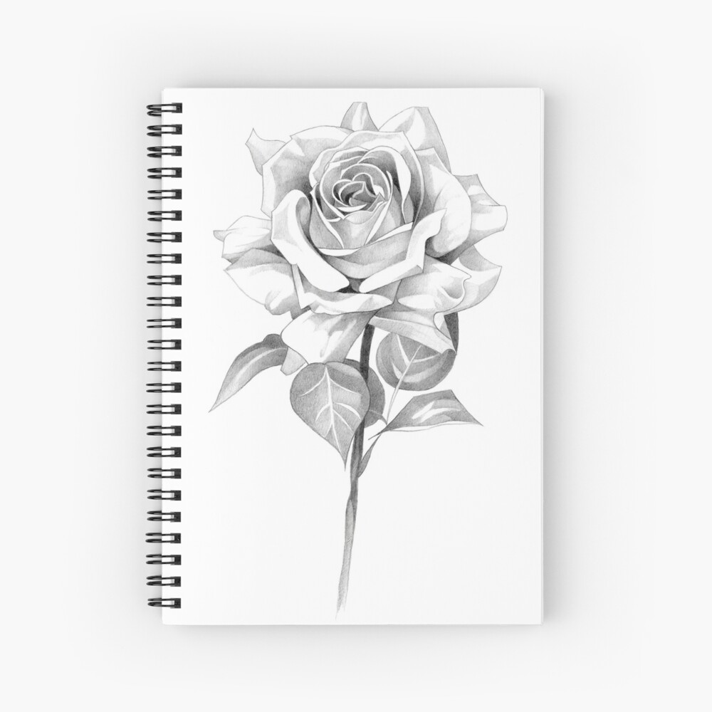 how to draw a rose bud, rose bud step 11 | Rose sketch, Roses drawing,  Flower sketches