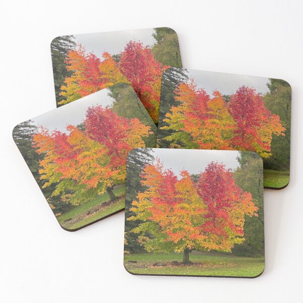 Item preview, Autumn leaves changing colour designed and sold by Paddyb17.