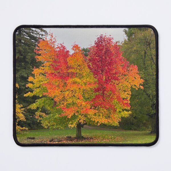 Item preview, Autumn leaves changing colour designed and sold by Paddyb17.