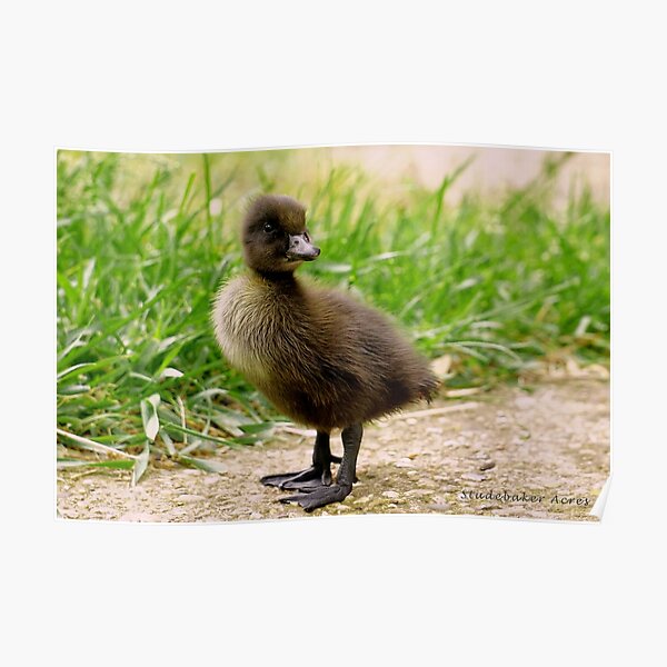 Duckling Posters Redbubble