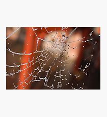 web Photographic Print