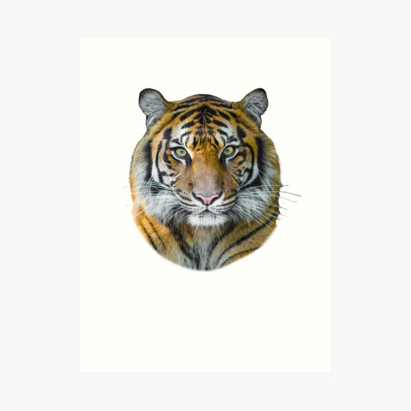 wild bengal tiger line art pattern design  Photographic Print for Sale by  Janckevannwyk