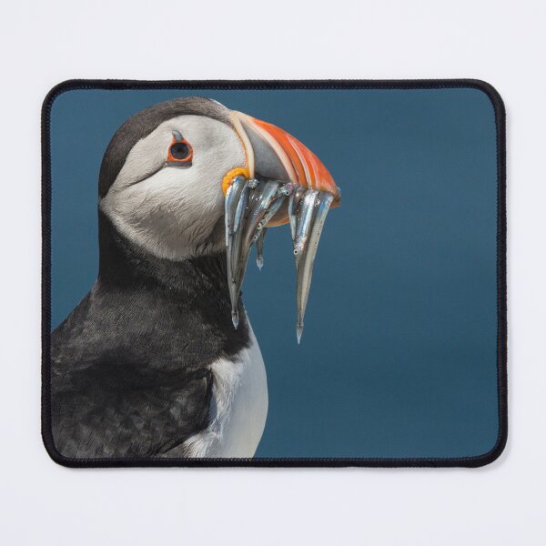 Item preview, Puffin on the rocks with a beakful of fish. designed and sold by HaleyRedshaw.