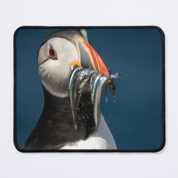 Item preview, Puffin on the rocks with a beakful of fish. designed and sold by HaleyRedshaw.