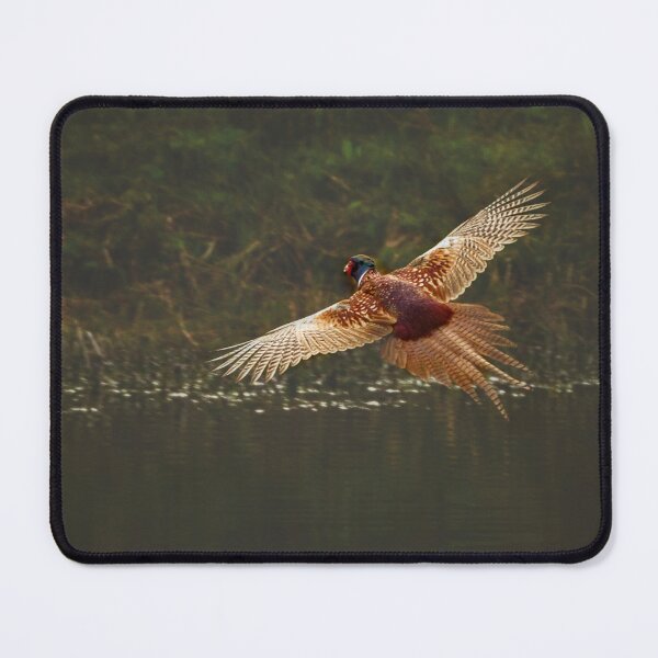 Item preview, Male Pheasant in flight designed and sold by HaleyRedshaw.