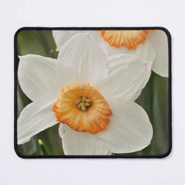 Item preview, Daffodil spring flowers designed and sold by HaleyRedshaw.