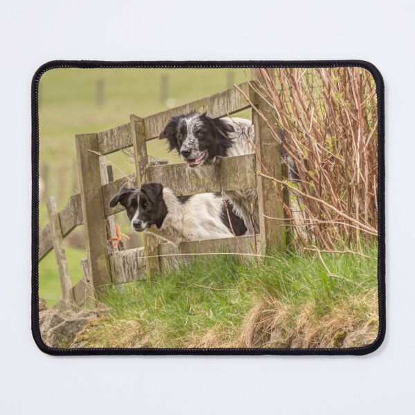 Item preview, Countryside farm sheep dogs designed and sold by HaleyRedshaw.