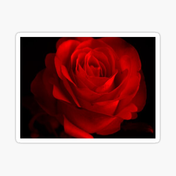 One Rose Red. Sticker