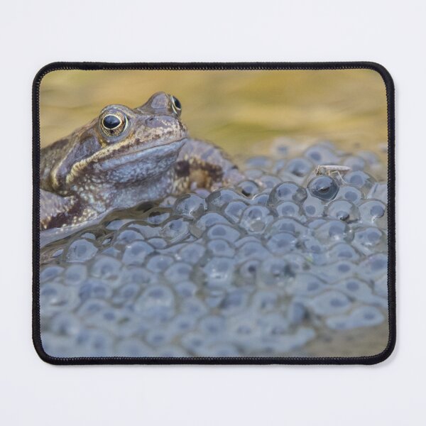 Item preview, Common Frog designed and sold by LaurenTucker.
