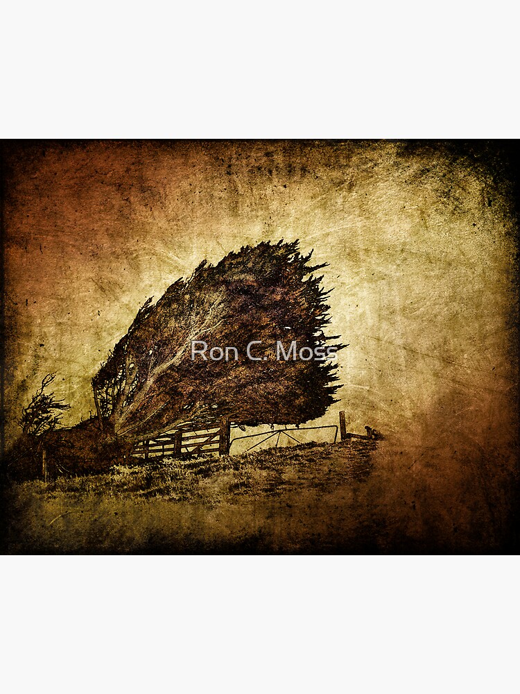 storm tree by ronmoss