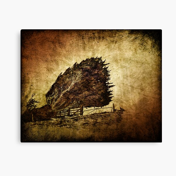 storm tree Canvas Print