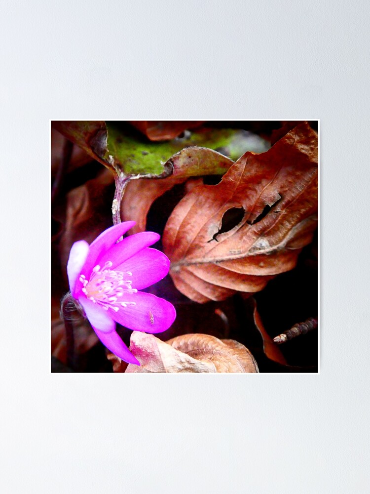 Thumbnail 1 of 3, Poster, Pink Liverleaf designed and sold by angel1.