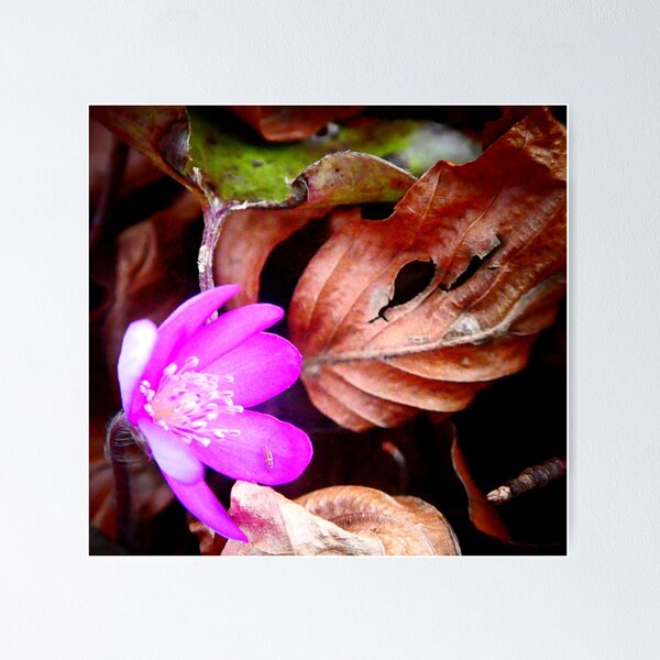 Item preview, Pink Liverleaf designed and sold by angel1.