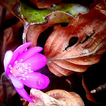 Artwork thumbnail, Pink Liverleaf by angel1