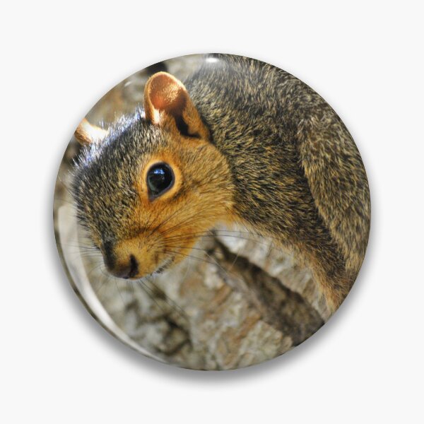 Item preview, Squirrel Stare designed and sold by EarthUnlocked.