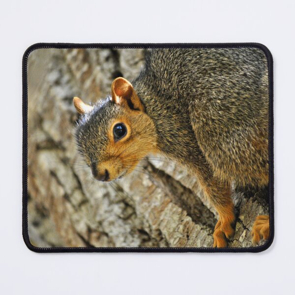 Item preview, Squirrel Stare designed and sold by EarthUnlocked.