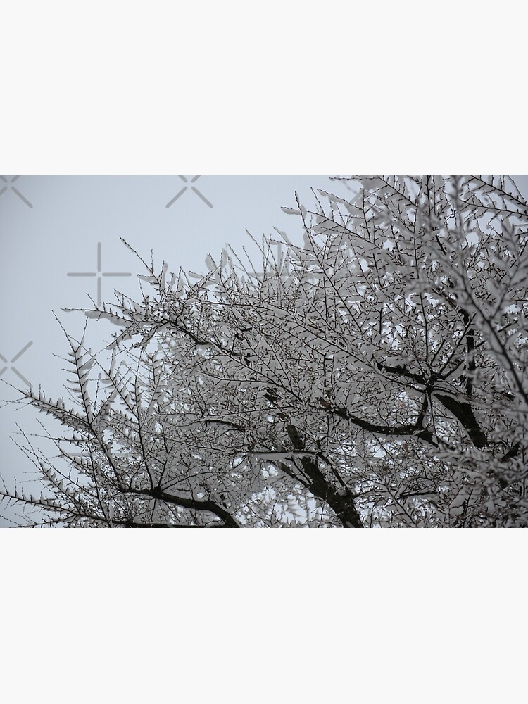 Poster birch branches in the snow 